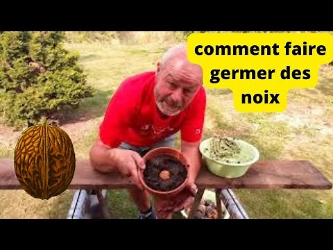 comment faire germer des noix ?