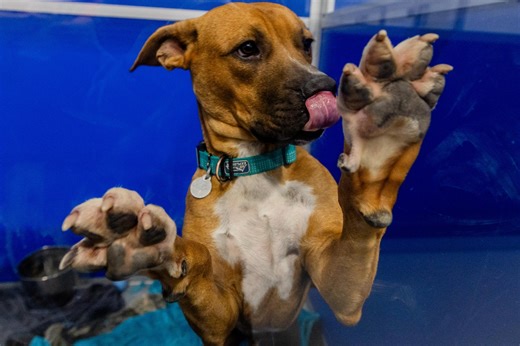 Animal Rescue Project opens new $2.5M facility in Kalamazoo County