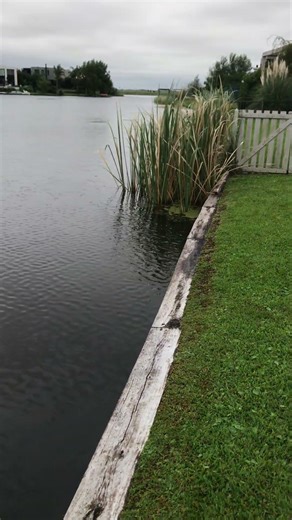 Plantas para una cerca de jardín: ¿Cuáles elegir?