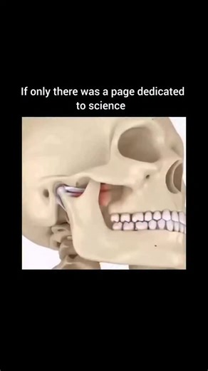 Science 🔬 on Instagram: "Treatment for Dislocated Disc with TMJ Reduction Dislocated disc with TMJ reduction occurs when the disc in the jaw joint moves, but then snaps back into place when you open and close your mouth. This can cause clicking, pain, and discomfort. Here's how to treat it. 1) Daily Care: Avoid opening your mouth too wide and favor soft foods. This reduces stress on the joint. 2) Compresses and Exercises: Cold compresses relieve pain, while warm compresses relax the muscles. Li