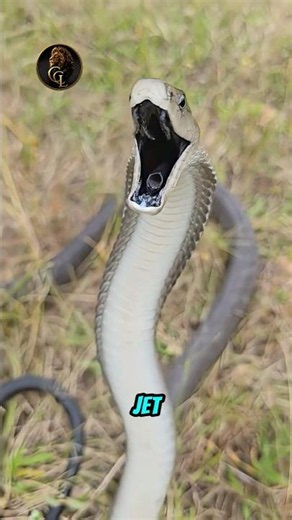The Fastest Snake on Earth Isn't What You Think #animals #wildlife