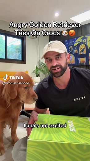 Angry Golden Retriever Tries On Crocs — Funny Dog Reaction Video