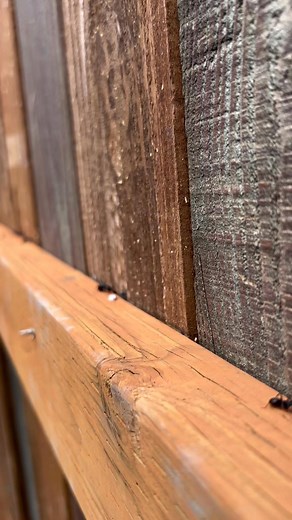 Now’s the time of year to watch out for these guys trailing around your home! 🐜 They are not coming for your picnic❌ they’re coming for your house!😨 These are carpenter ants and they’re looking for a place to build a nest. They will chew through the wood in your home to do it! If you see these please call us right away 360-455-8449 | Washington Pest Services & Consultants Co. Inc.