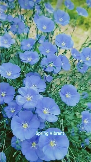 Beautiful Spring flowers in full bloom! This relaxing video feels the true magic of springtime.