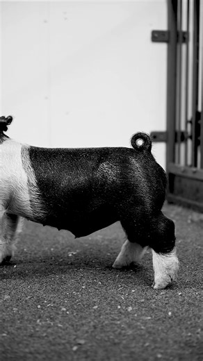 Iowa Show Pigs Sale Day Highlights