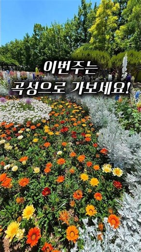 이 가격에 이 퀄리티!! 5천원으로 즐기는 곡성 장미축제 솔직 후기