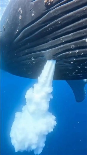 The Incredible Underwater Cloud of Whale Milk! 🐋☁️ #whale #amazing #ocean #marinelife #usa