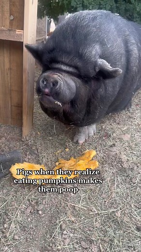 Pumpkin Poop: The Truth About Pigs and Pumpkins