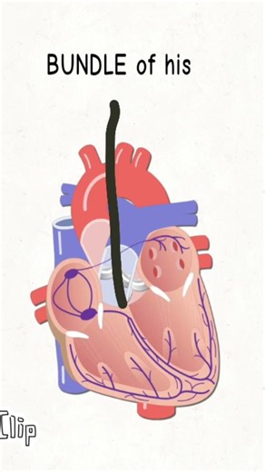 CONDUCTION SYSTEM OF HEART ANATOMY !! #anatomy #study #educationalvideo #biology