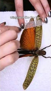 Giant grasshopper (Tropidacris dux) insect taxidermy preservation tutorial #locust #insect #acnh