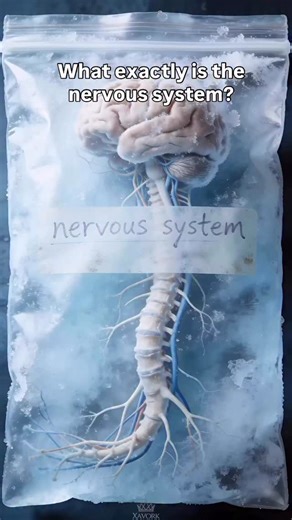 Erinn Askin MA OTR/L,PAMs on Instagram: "A child’s nervous system is the control center for everything — attention, emotions, movement, learning, behavior, sleep, digestion, and even social connection. When it’s organized and regulated, kids can focus, communicate, play, and participate in daily life with more ease. When it’s overwhelmed or under-responsive, you may see meltdowns, impulsivity, sensory sensitivities, clumsiness, poor attention, or difficulty following directions. And here’s the p