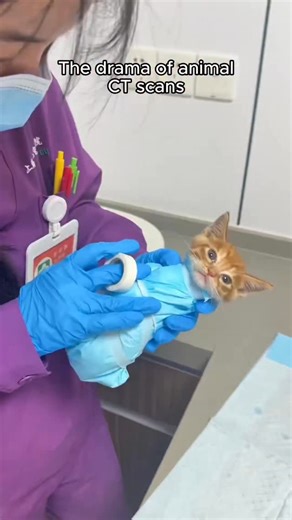 Vetventures on Instagram: "How Vets CT Scan Patients 😷🌯🙌 #medicalinstagram #veterinariansofinstagram #doctorsofinstagram #surgeonsofinstagram #nursesofinstagram"