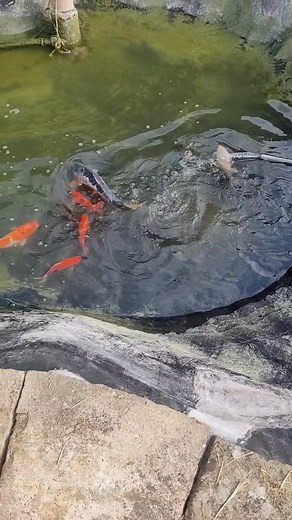 Casper's friends 🐟🐠🦭 #fypシ゚ #foryouシ #algoritma #travelblogger #trendingreelsvideo #everyonefollowers #fbpagereelsvideo #trending #fyp #nonfollowersviewers #fypシ゚viralシfypシ゚ #goodvibes #fblifestyle #fish #koi #petcare #like | Casper/Bukikoy