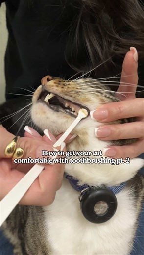 Getting your cat comfortable with tooth brushing takes time and patience, but the benefits are worth it! Regular brushing can help reduce gingivitis, prevent infections, and decrease the likelihood of painful (and expensive) extractions later on. Since February is Pet Dental Health Month, we’re sharing weekly tips and step-by-step guidance to help you feel more confident brushing your cat’s teeth. This week, we’re highlighting the vet-recommended products we use at home. We recommend using an en
