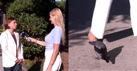 Reporterku HRT-a napala vrana u emisiji uživo (VIDEO)