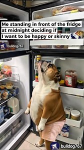 Me standing in front of the fridge at midnight deciding if I want to be happy or skinny : 🤤💪 | Bulldog 767