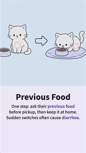 Previous Food First: Don’t Switch a New Cat’s Diet Yet