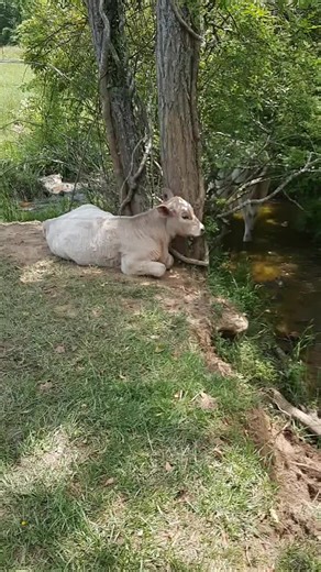 Jason (@jasonbuckner411)’s videos with Let Me Be Your Friend (a Song for Animal Adoption) - Byrd and Street