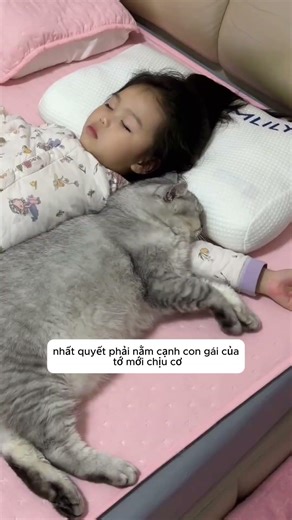 khi con mèo béo này mê con gái tớ quá mức