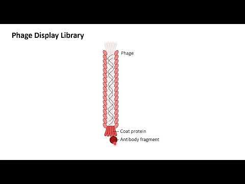 Phage Display Antibody library: Learn how to plan the experiment-Practical aspect