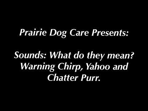 Prairie Dog Sounds