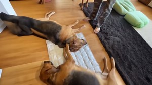 Dog Cooling Mat, 2026 Upgraded Washable Non-Slip Self-Cooling Pad for Small Pet Cat Indoor Portable Kennel Puppy Bed for Summer Crate Pad for Dog (Sky Blue, Medium)