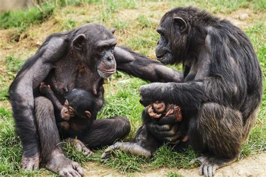 Bebés humanos y bebés chimpancés: por qué nuestro desarrollo es tan lento y qué dice eso sobre la evolución humana
