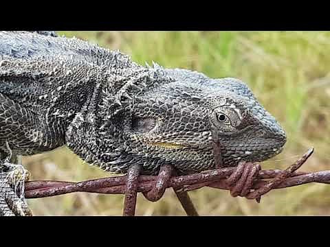 Wild bearded dragon
