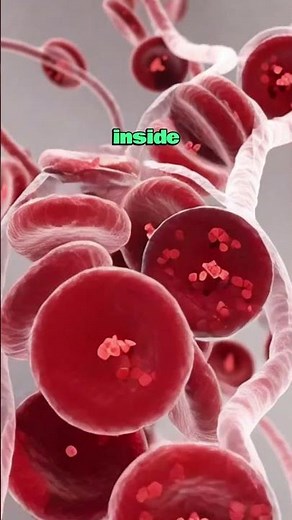 How Oxygen Reaches Your Cells in Seconds