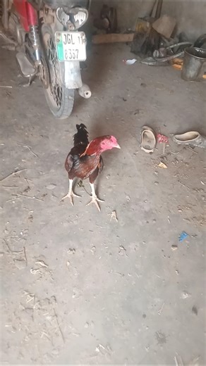 Beautiful Rooster 🐓 | Desi Rooster Crowing & Walking Video