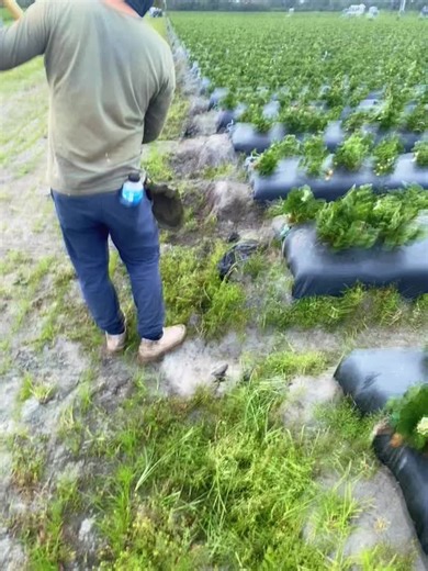 Understanding H-2A Visa Process for Agricultural Workers