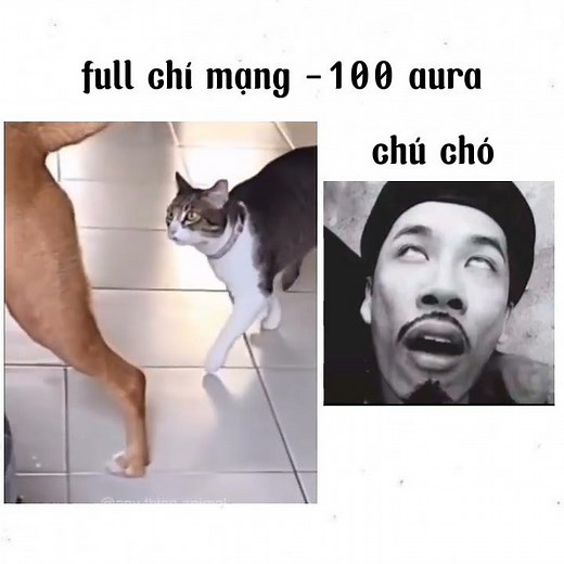 quá đê tiện #meme #funny #memes