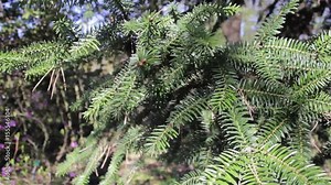 fir tree/wind shaking fir branch in the forest Stock Video