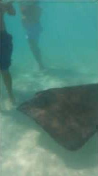 Touching Stingrays in Antigua Felt Unreal! #shorts #travel