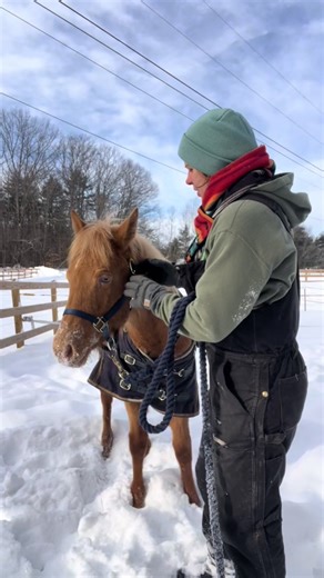 Teaching Patience to a Fresh Colt During Halter Breaking