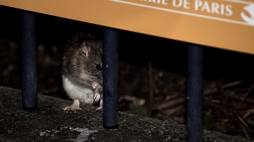 "Surmulots" : pourquoi les écolos de Paris ne veulent plus entendre parler de "rats"