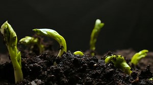 Time Lapse Vegetable Seeds Growing Sprouting Stock Footage Video (100% Royalty-free) 1010094605 | Shutterstock