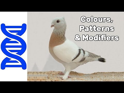 Colours, Patterns, and Modifiers | Pigeon Genetics