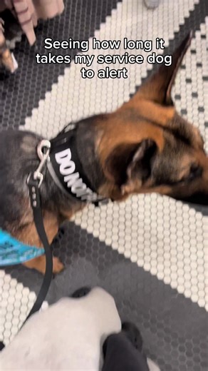 Discover Boop: The Multi-Talented Medical Alert Service Dog