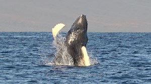 5.7K views · 260 reactions | The best thing about being in Maui is watching the newborn humpback whale calves learning how to be whales! They need to practice everything and exercising increases their muscles as well as coordination so they will be ready for that 3,000 mile migration back to FOOD for mom! It was always worth getting up early in the mornings to see the action! Video taken February 8, 2025, during the 6:45 ride, by Cheré Moms Whale Watching. | Moms Whale Watching | Facebook