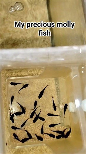 babies molly welcome to the world my babies #aquarium