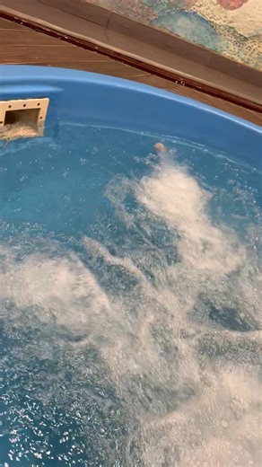 Lorelei Wilfong on Reels