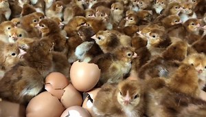 13K views · 232 reactions | These are available here: https://www.cacklehatchery.com/rhode-island-reds.html | Cackle Hatchery | Facebook