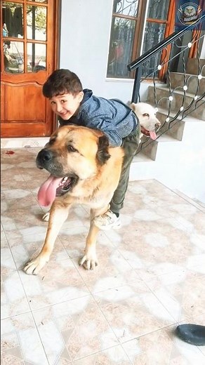 Alabai – The Giant Guardian Dog That Doesn’t Fear Wolves or Intruders!