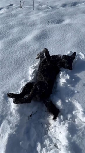 Dog Living Its Best Life in the Snow 🐕‍❄️ #shorts #snow #cute