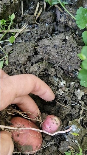 The Amazing Journey of the Potato”“Why Potatoes Feed the World”“Potatoes: History, Nutrition, rich.