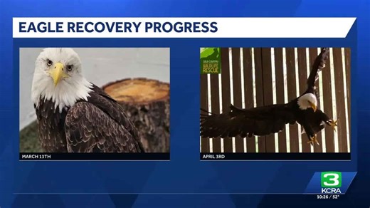Eagle rescued in Truckee is euthanized due to lung disease