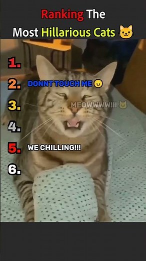 Ranking Cat Breeds From WORST to BEST 🐾