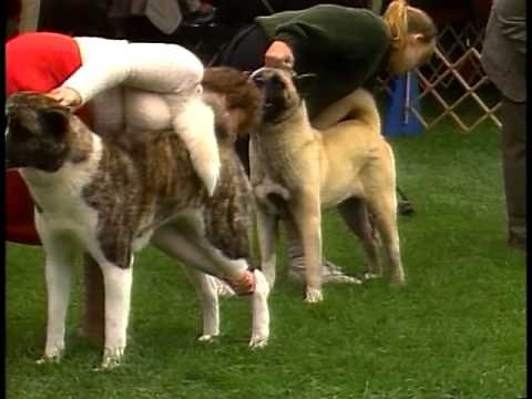 Akita - AKC Dog Breed Series