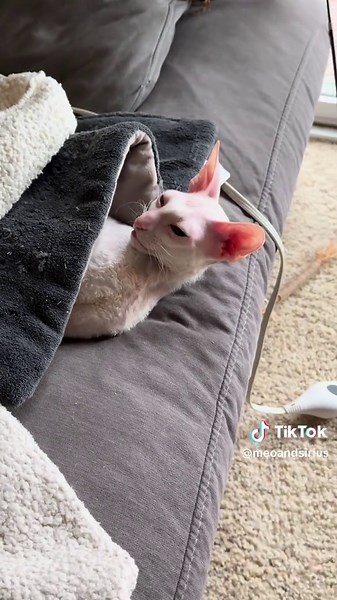 Funny Cat Moments with James the Cat